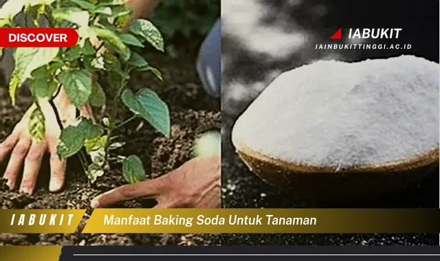 manfaat baking soda untuk tanaman