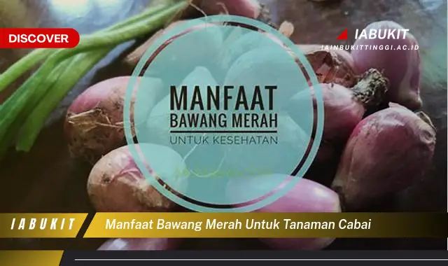 manfaat bawang merah untuk tanaman cabai