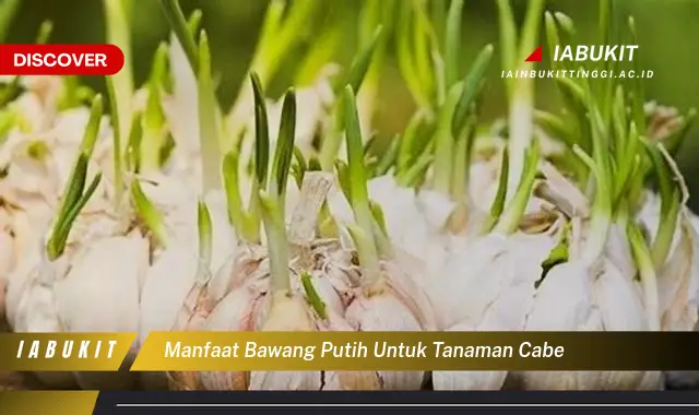 manfaat bawang putih untuk tanaman cabe