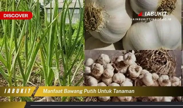 manfaat bawang putih untuk tanaman