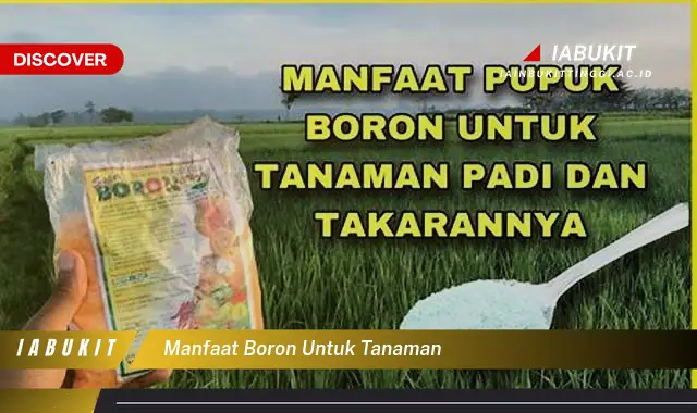 manfaat boron untuk tanaman