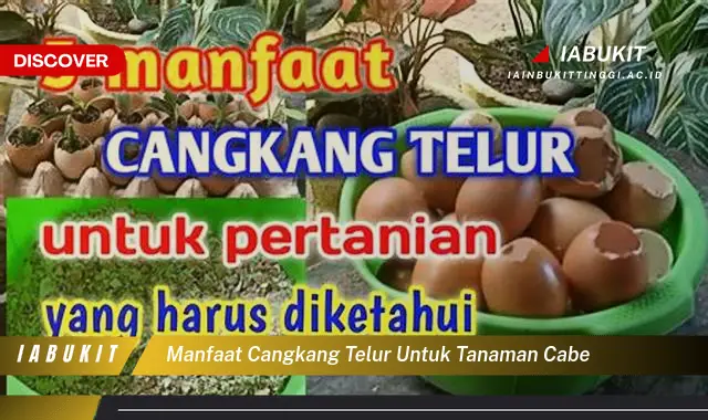 manfaat cangkang telur untuk tanaman cabe