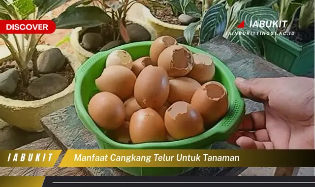 manfaat cangkang telur untuk tanaman