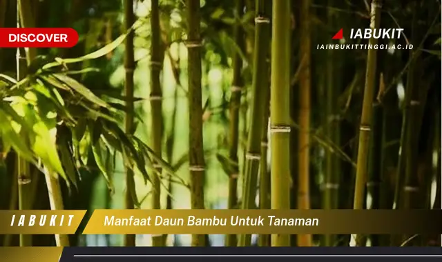 manfaat daun bambu untuk tanaman