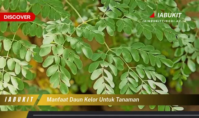 manfaat daun kelor untuk tanaman