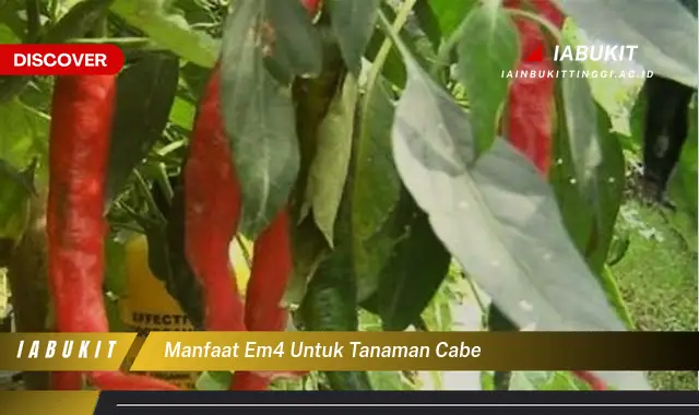 manfaat em4 untuk tanaman cabe