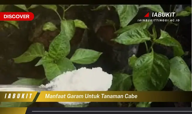 manfaat garam untuk tanaman cabe