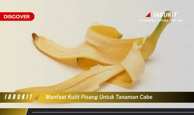 manfaat kulit pisang untuk tanaman cabe