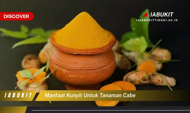 manfaat kunyit untuk tanaman cabe