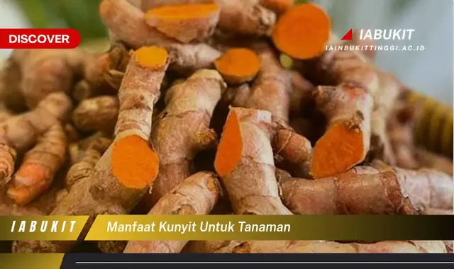 manfaat kunyit untuk tanaman