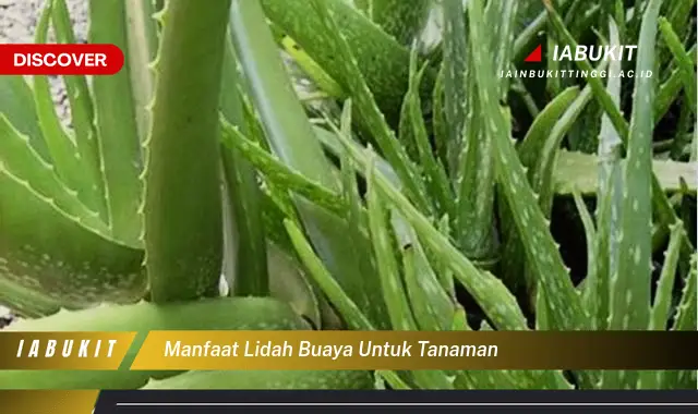 manfaat lidah buaya untuk tanaman