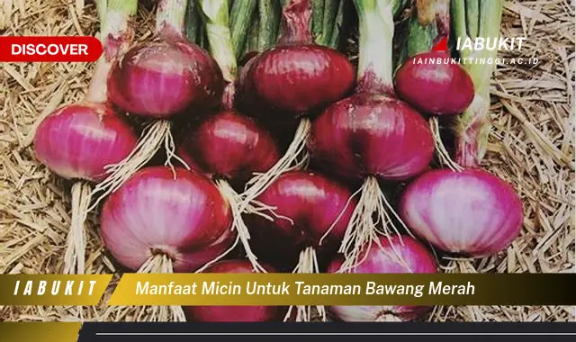 manfaat micin untuk tanaman bawang merah