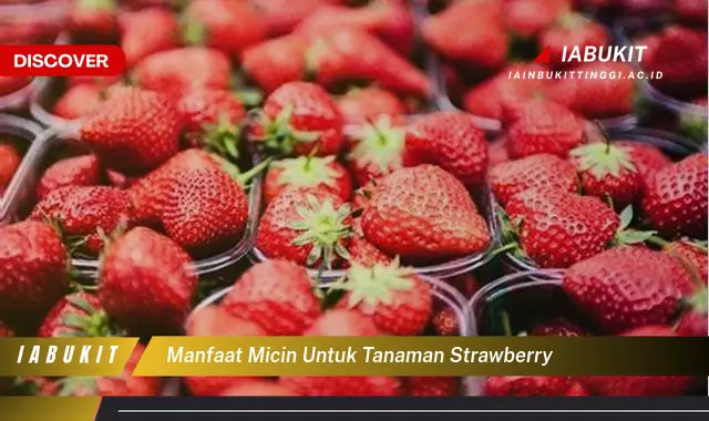 manfaat micin untuk tanaman strawberry