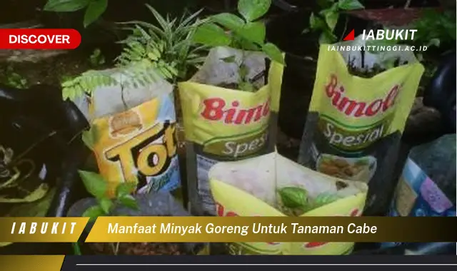 manfaat minyak goreng untuk tanaman cabe