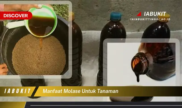 manfaat molase untuk tanaman