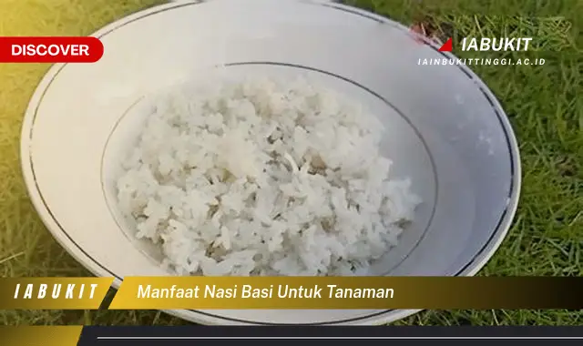 manfaat nasi basi untuk tanaman