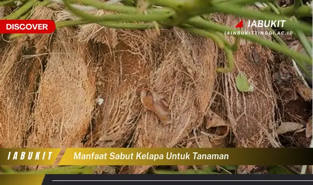 manfaat sabut kelapa untuk tanaman