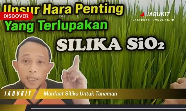 manfaat silika untuk tanaman