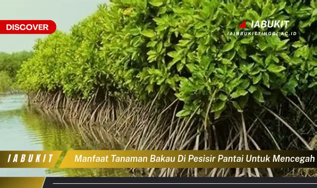 manfaat tanaman bakau di pesisir pantai untuk mencegah