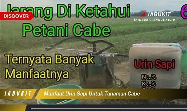 manfaat urin sapi untuk tanaman cabe