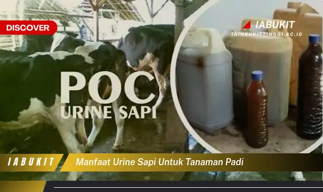 manfaat urine sapi untuk tanaman padi