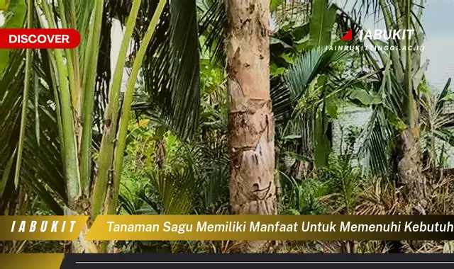 tanaman sagu memiliki manfaat untuk memenuhi kebutuhan