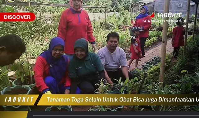 tanaman toga selain untuk obat bisa juga dimanfaatkan untuk memperindah