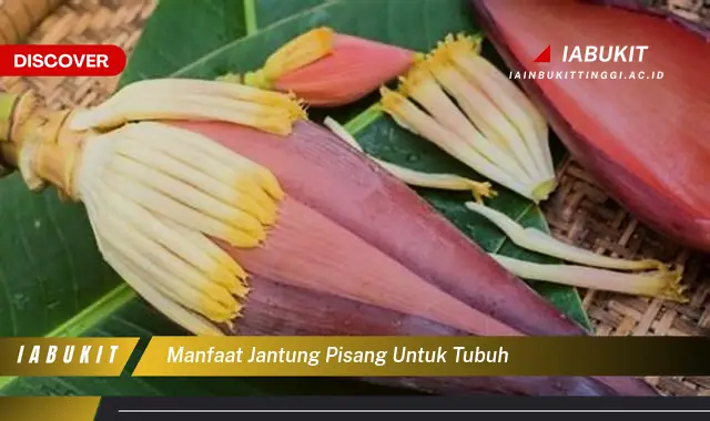 manfaat jantung pisang untuk tubuh