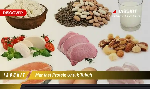 manfaat protein untuk tubuh manfaat protein untuk tubuh