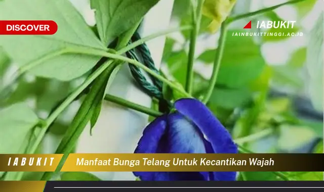 manfaat bunga telang untuk kecantikan wajah