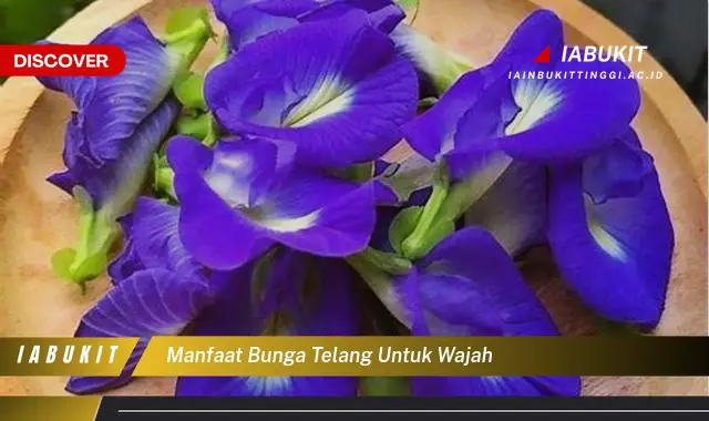 manfaat bunga telang untuk wajah