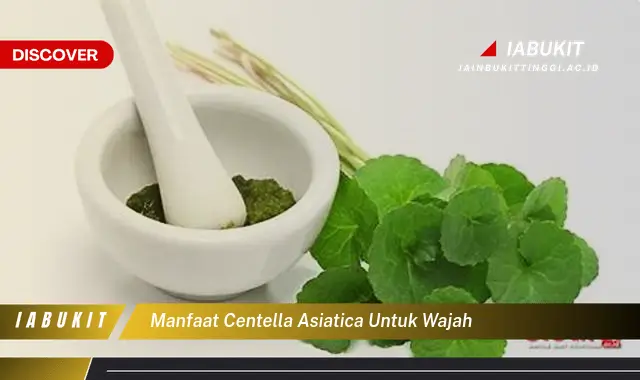 manfaat centella asiatica untuk wajah manfaat centella asiatica untuk wajah