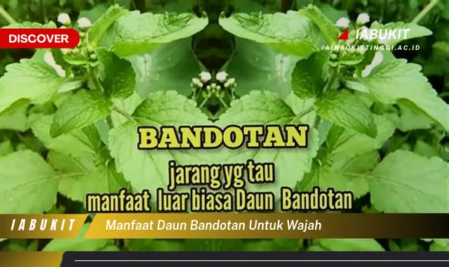 manfaat daun bandotan untuk wajah