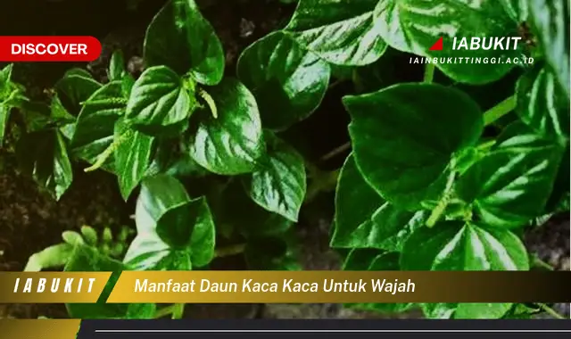 manfaat daun kaca kaca untuk wajah