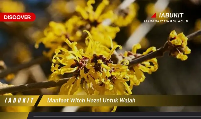 manfaat witch hazel untuk wajah