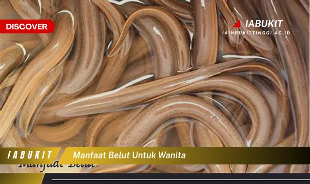 manfaat belut untuk wanita