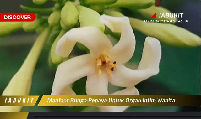 manfaat bunga pepaya untuk organ intim wanita