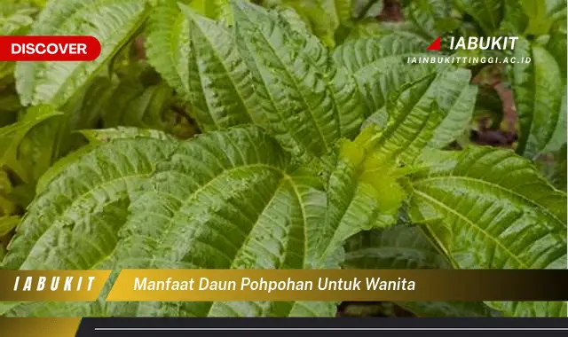 manfaat daun pohpohan untuk wanita