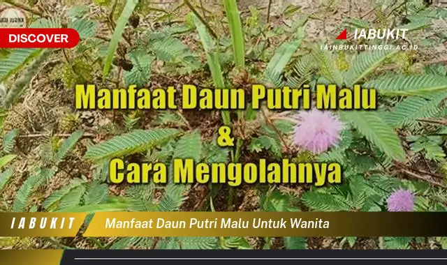 manfaat daun putri malu untuk wanita