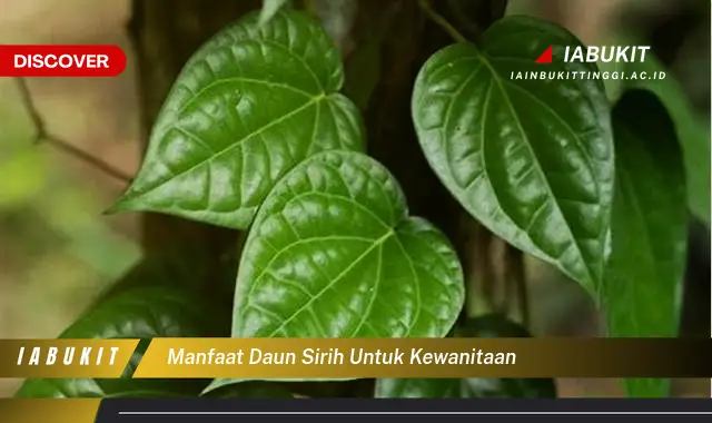 manfaat daun sirih untuk kewanitaan