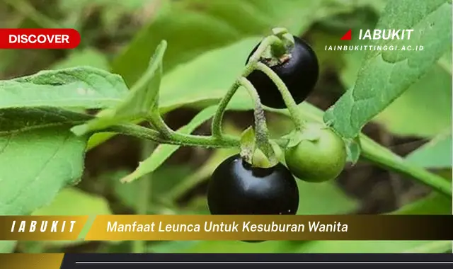 manfaat leunca untuk kesuburan wanita