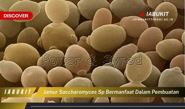 jamur saccharomyces sp bermanfaat dalam pembuatan jamur saccharomyces sp bermanfaat dalam pembuatan