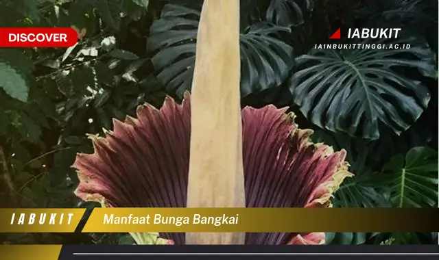 manfaat bunga bangkai