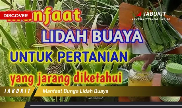 manfaat bunga lidah buaya