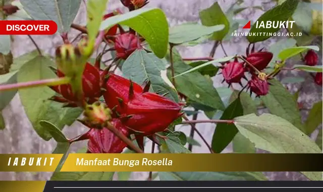 manfaat bunga rosella