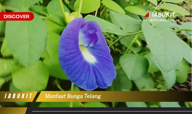 manfaat bunga telang