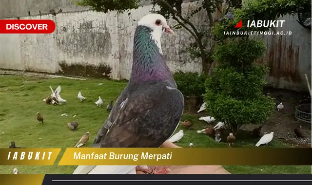 manfaat burung merpati