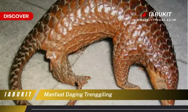 manfaat daging trenggiling