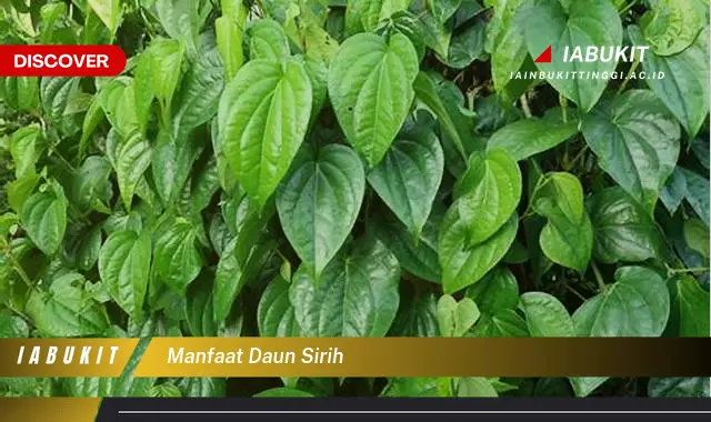 manfaat daun sirih