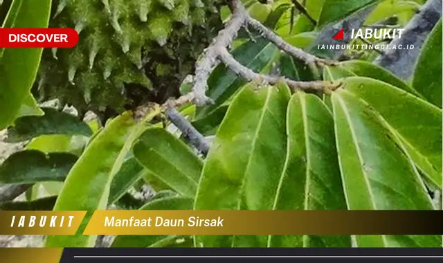 manfaat daun sirsak